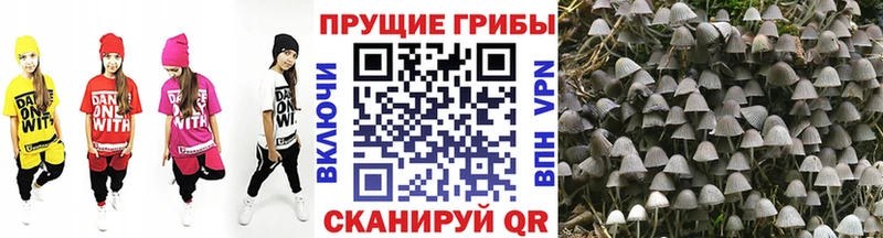 Галлюциногенные грибы GOLDEN TEACHER  Купить закладки  Светлый 
